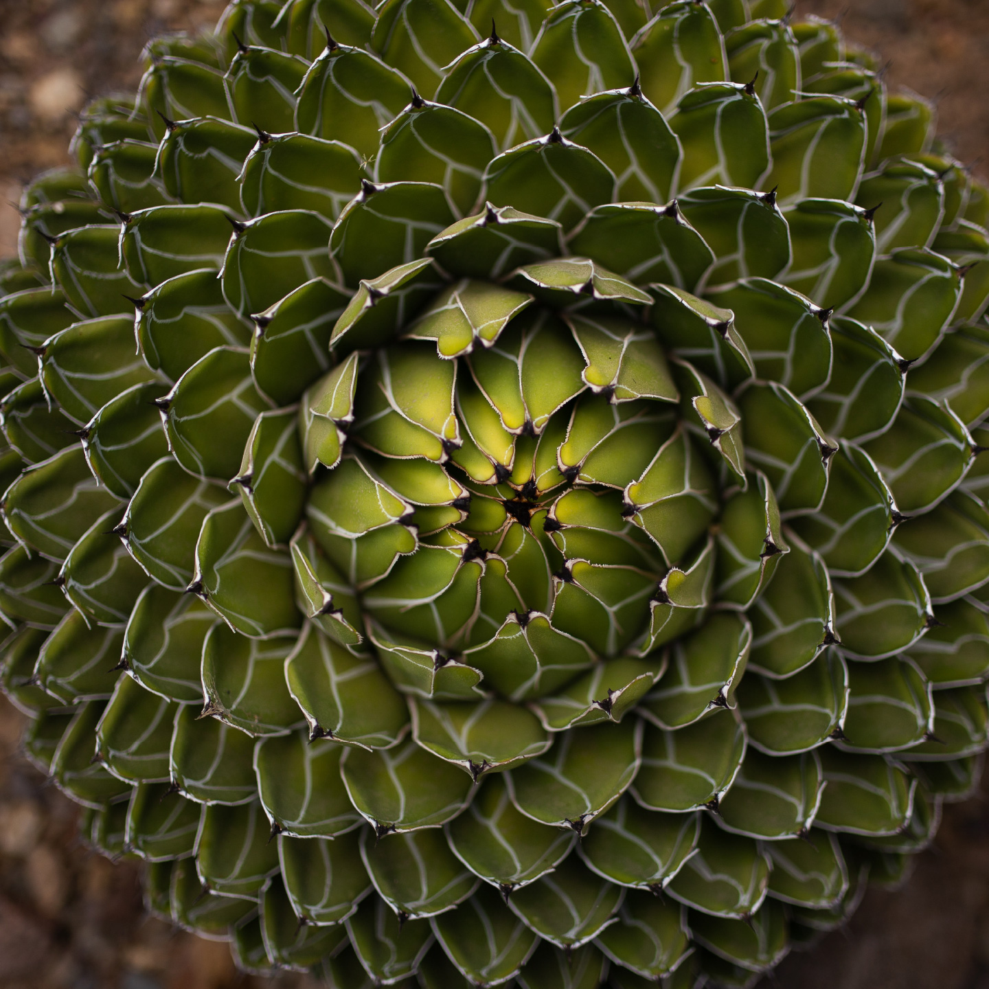 Cactibiosfera Slider 0