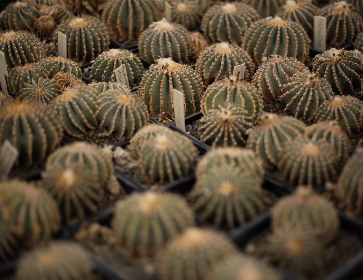 Cactibiosfera Slider 2