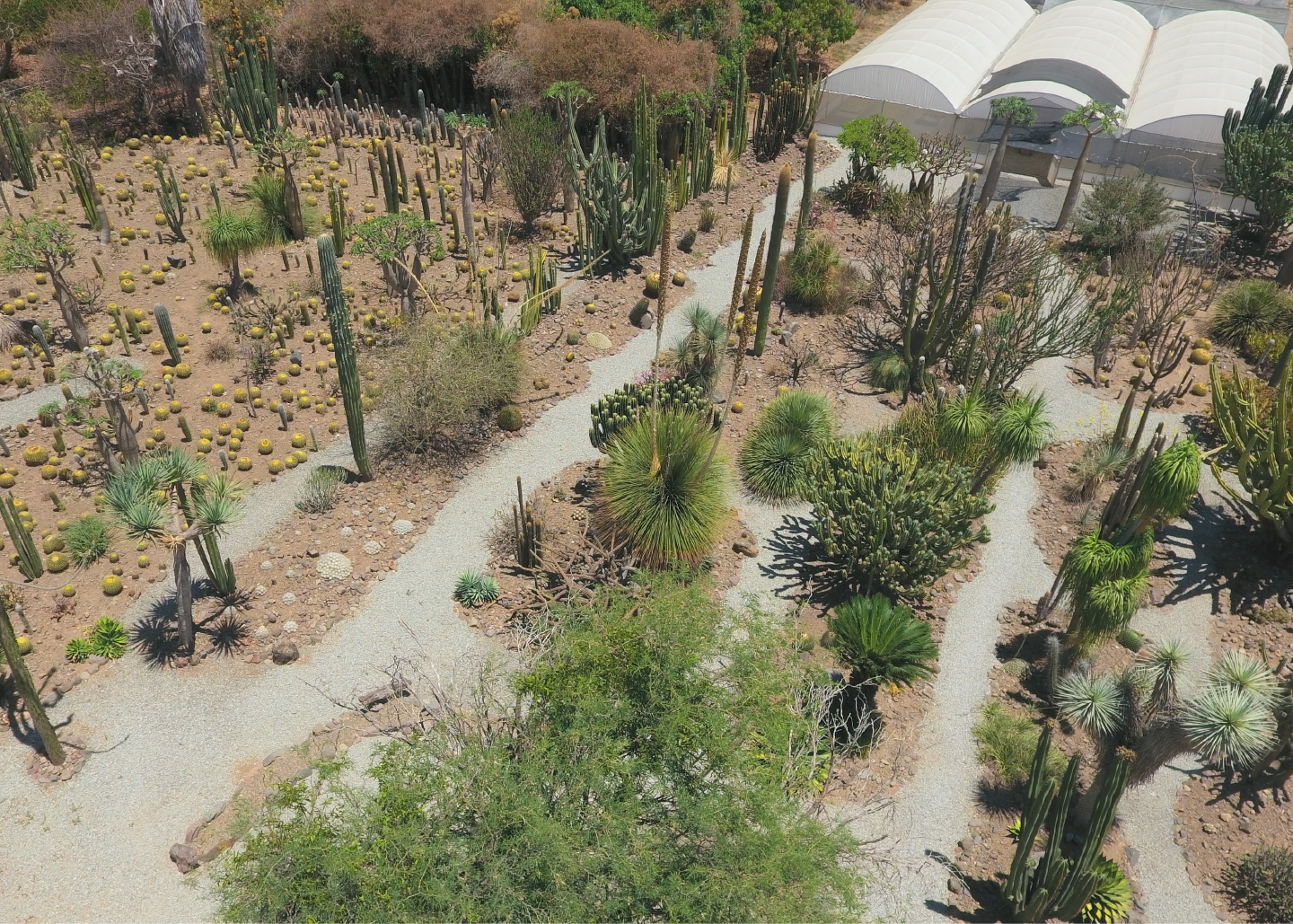 Cactibiosfera Slider 4