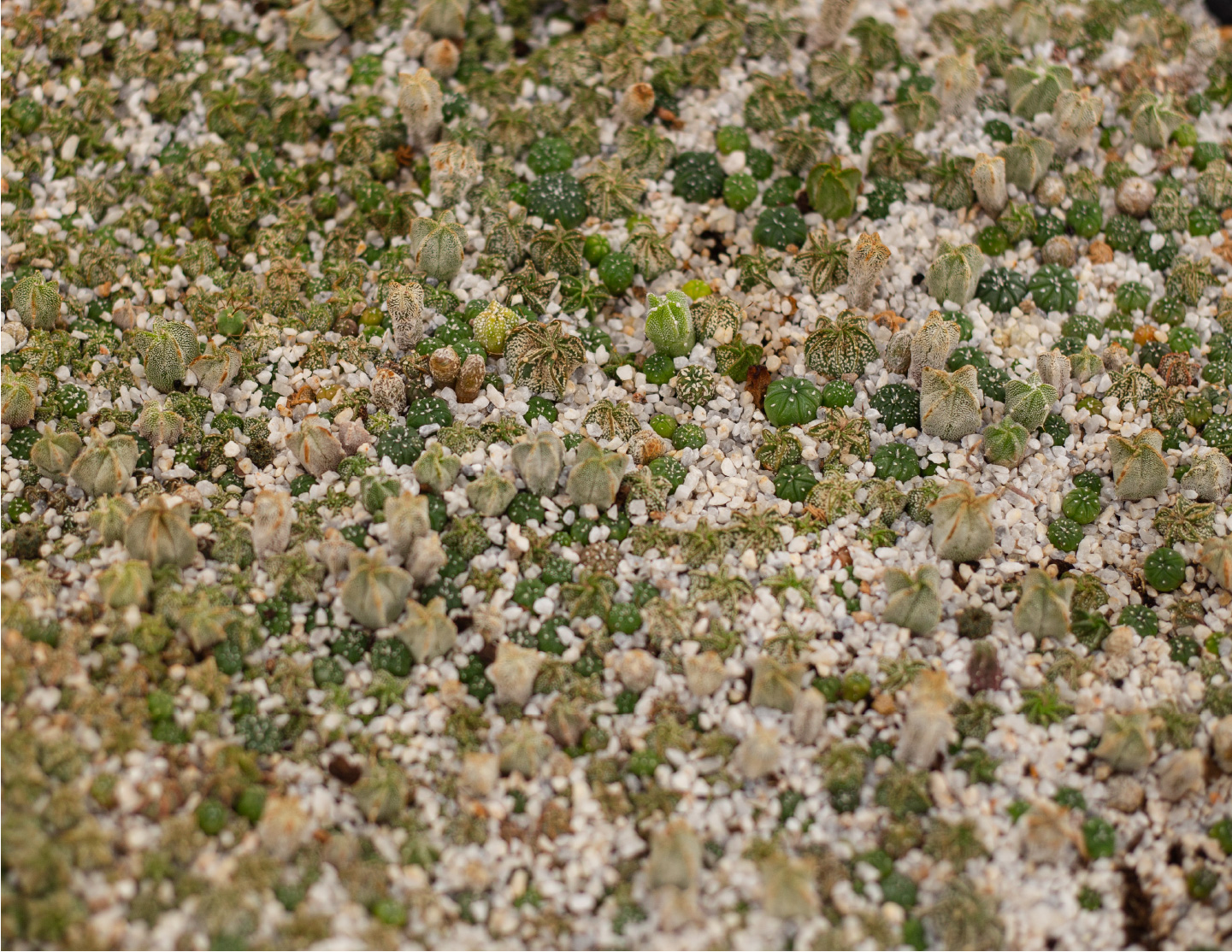 Cactibiosfera Slider 5