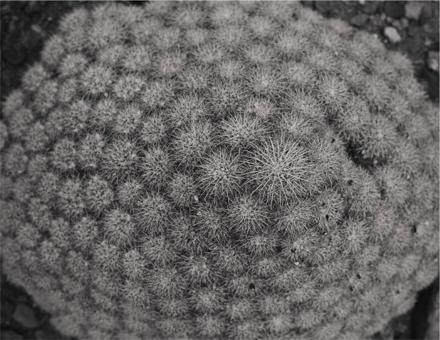 Cactibiosfera Slider 6