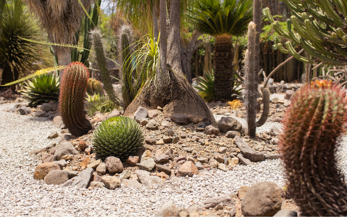 Cactibiosfera Slider 8