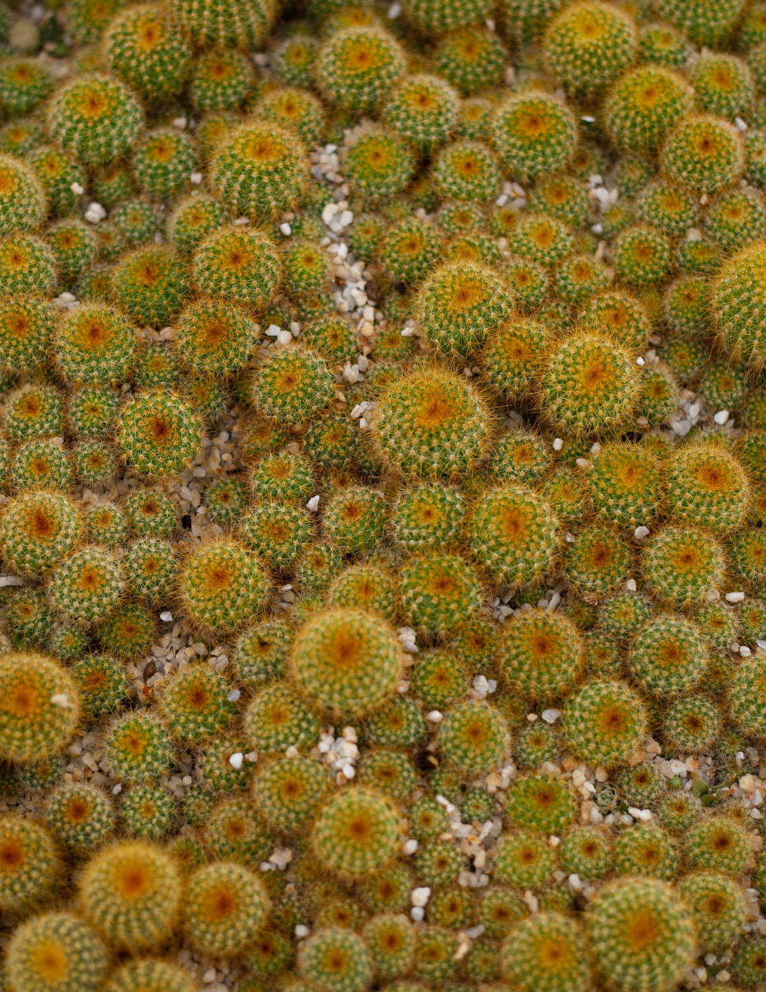 Cactibiosfera Slider 9