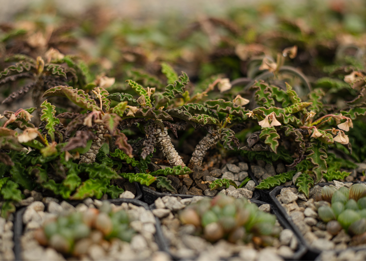 Cactibiosfera Slider 10