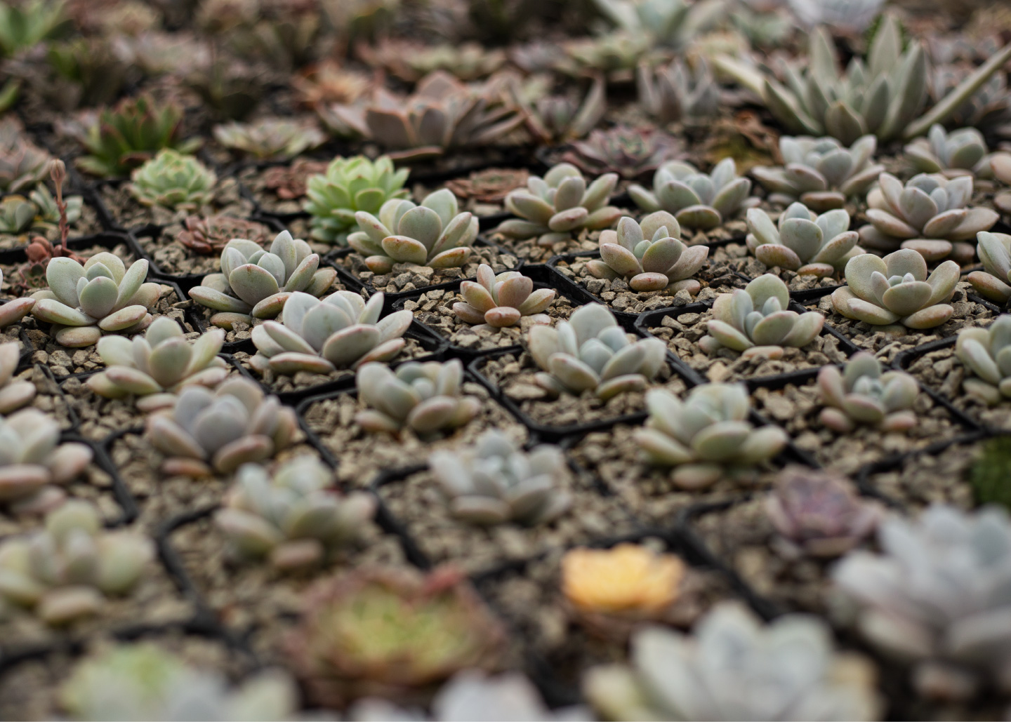 Cactibiosfera Slider 11