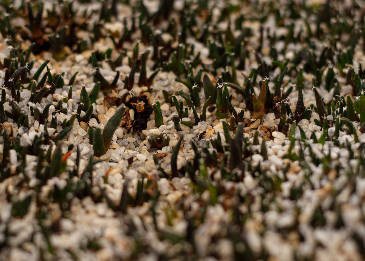 Cactibiosfera Slider 12