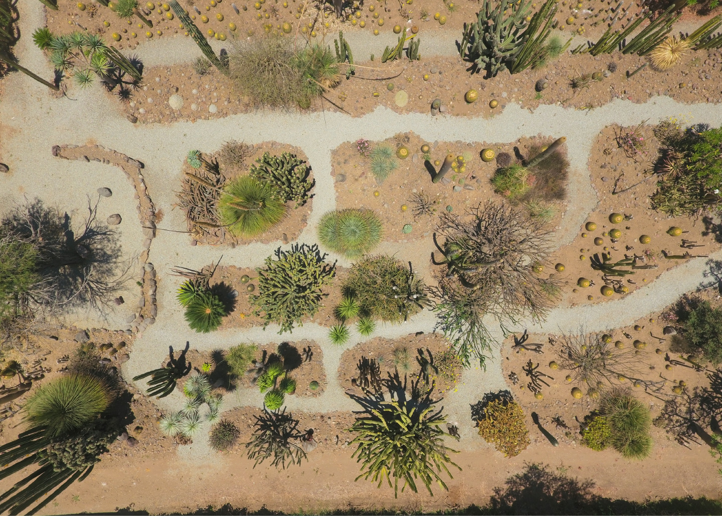 Cactibiosfera Slider 13