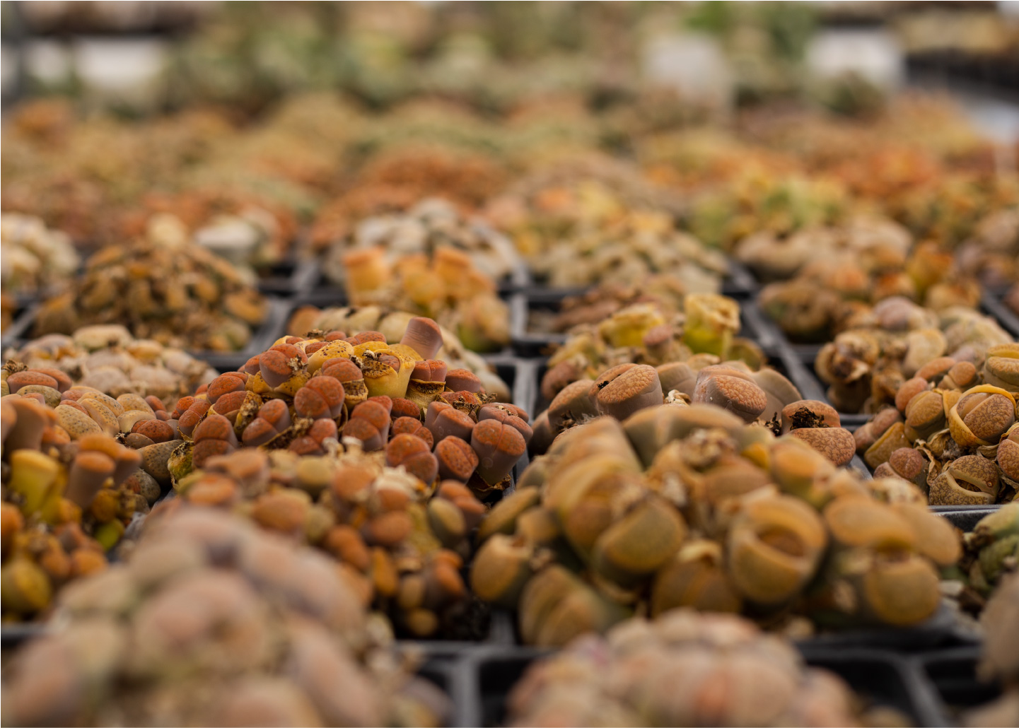 Cactibiosfera Slider 14