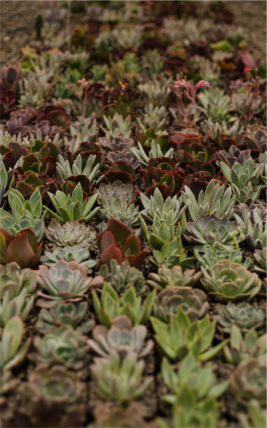 Cactibiosfera Slider 15