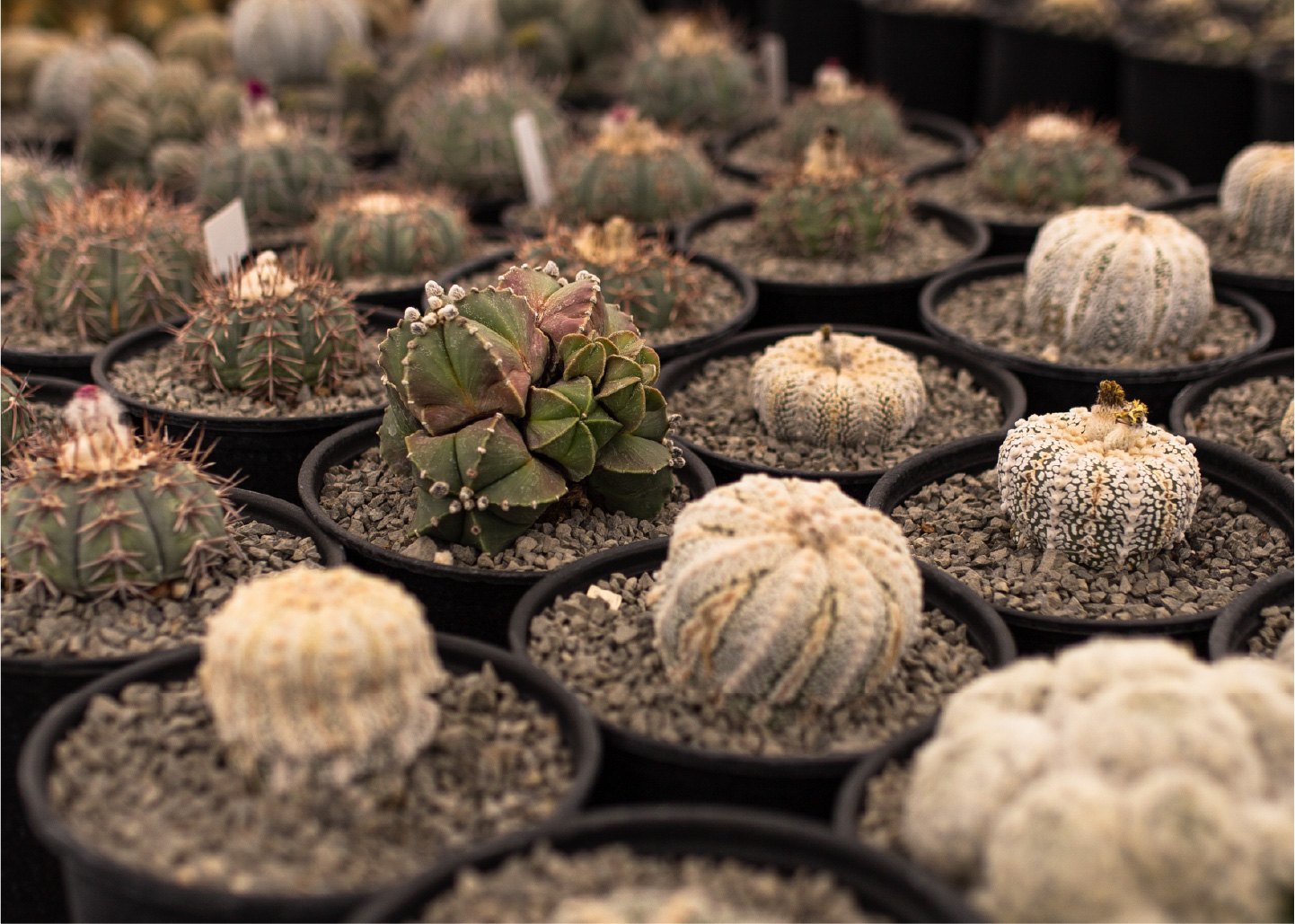 Cactibiosfera Slider 16